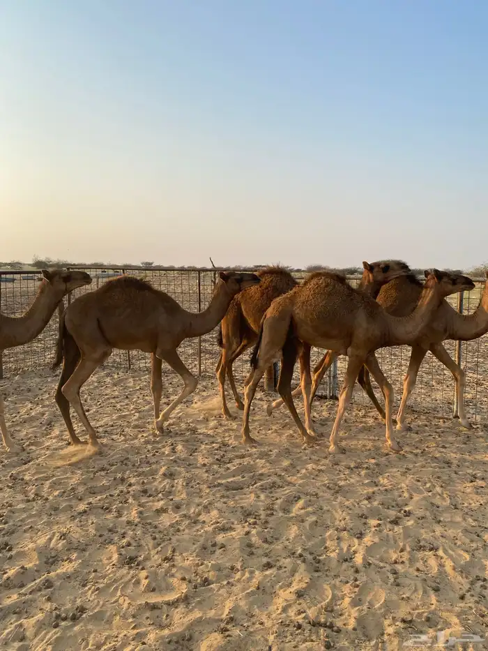 قعدان العدد7 فيها وحدة بكرا 2