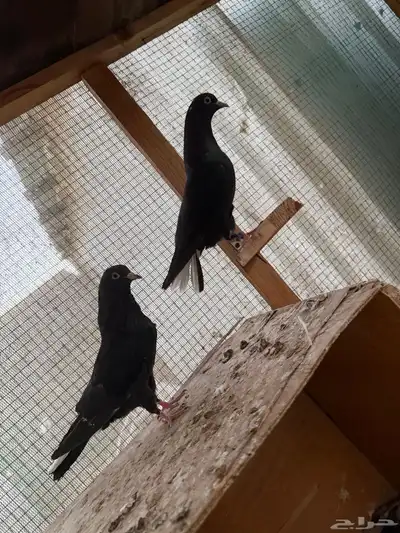 للبيع قطايف اجوز تب مطير index