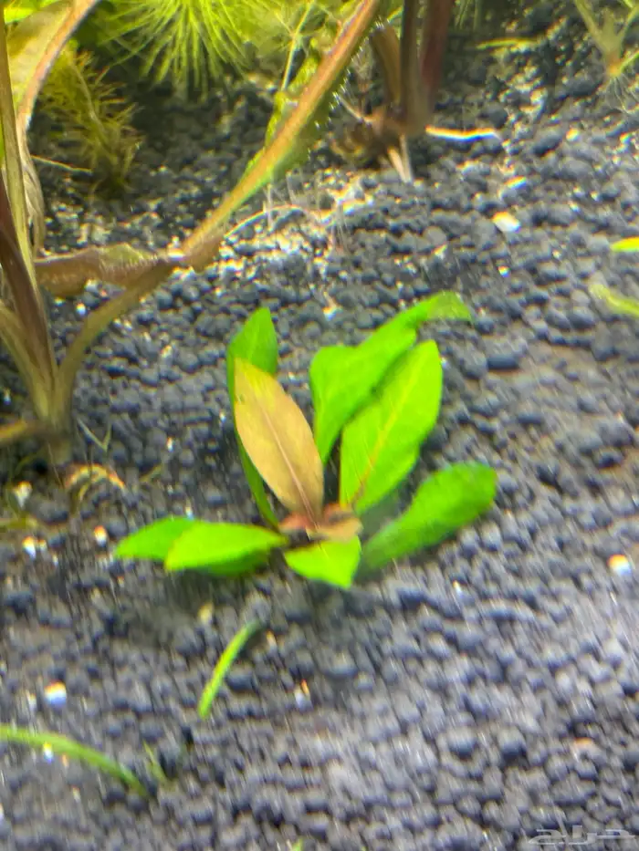 احواض سمك aquarium مزروعة  ونباتات مائية   تصاميم إحترافية 54