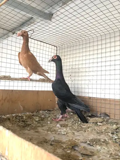 حمام لورنسات index