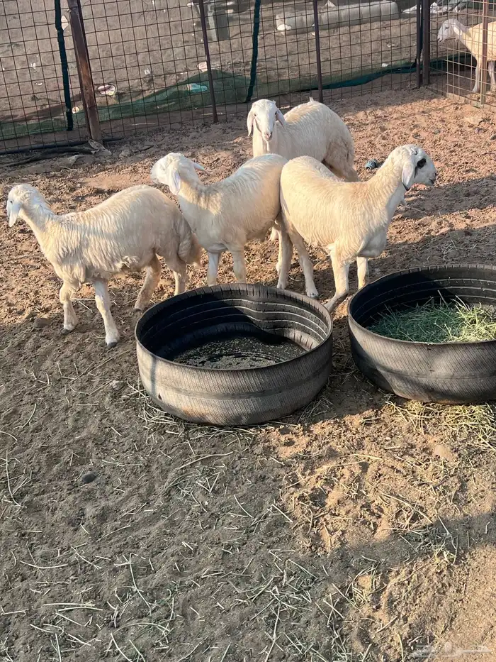 طليان جذعان 20