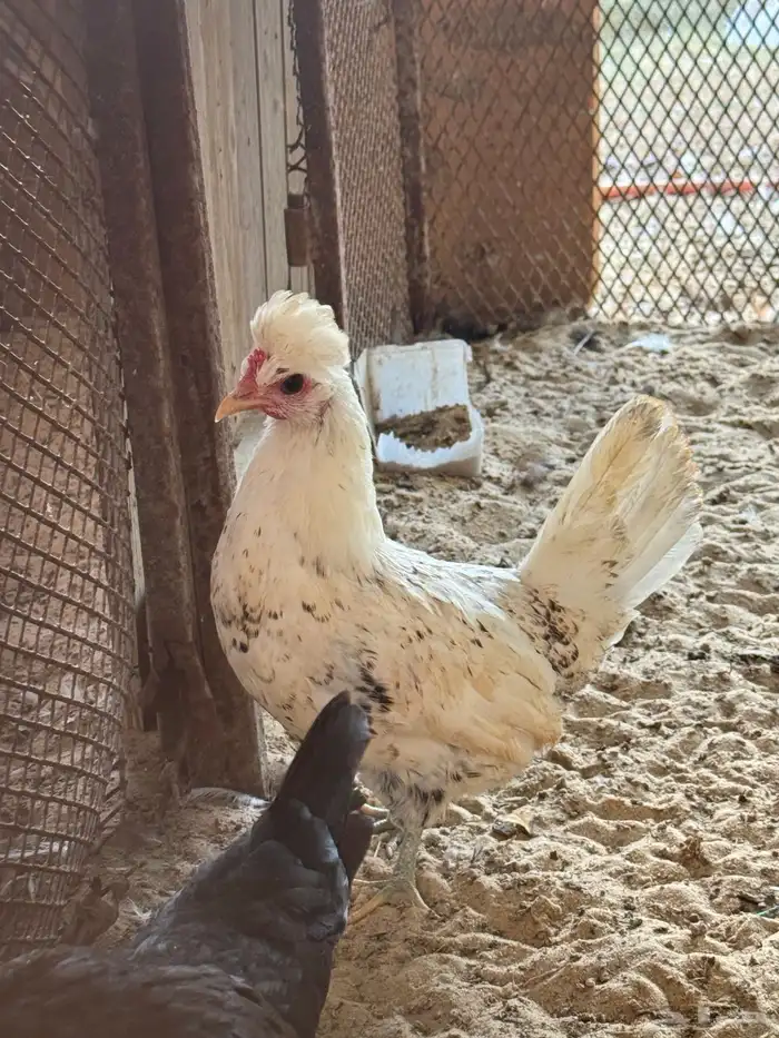 دجاج حباحب 3