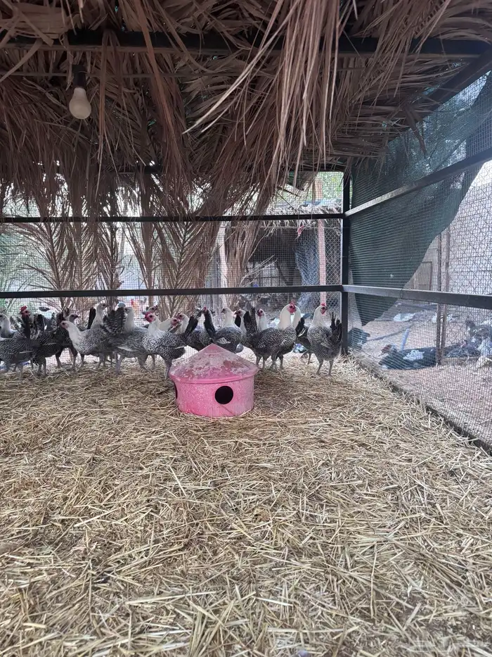 دجاج فيومي المنيوم وشبابي 6