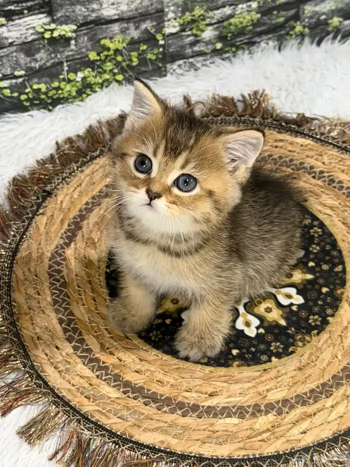 قطة سكوتش فولد العمر شهر و20 يوم 5