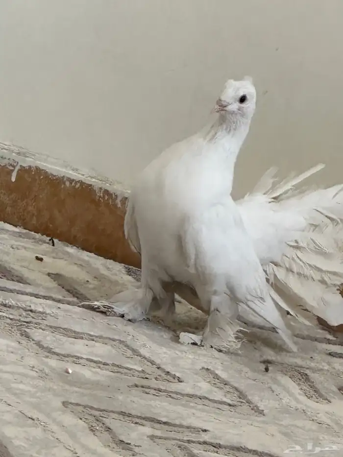 حمام هزازي 3