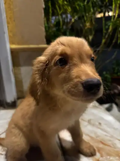 pure golden retriever index