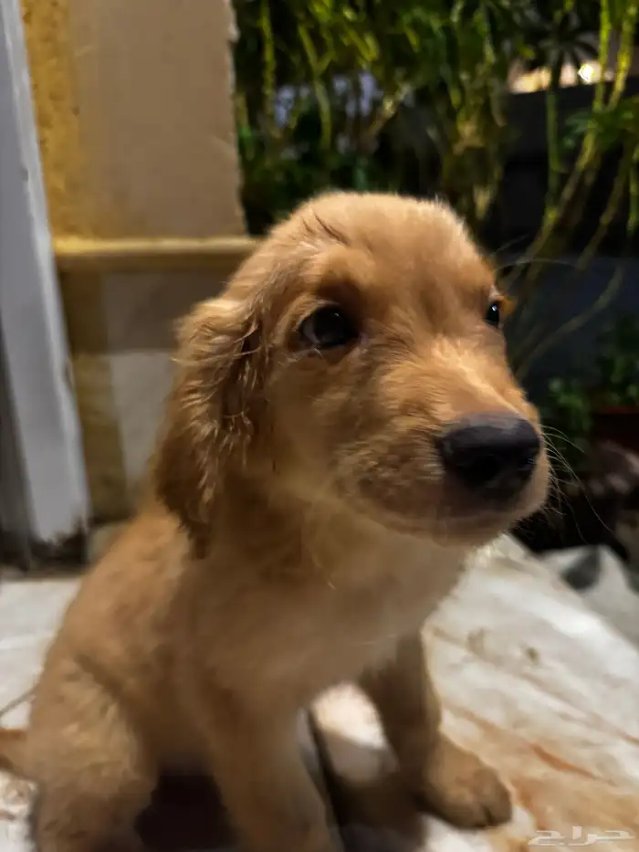 pure golden retriever 0