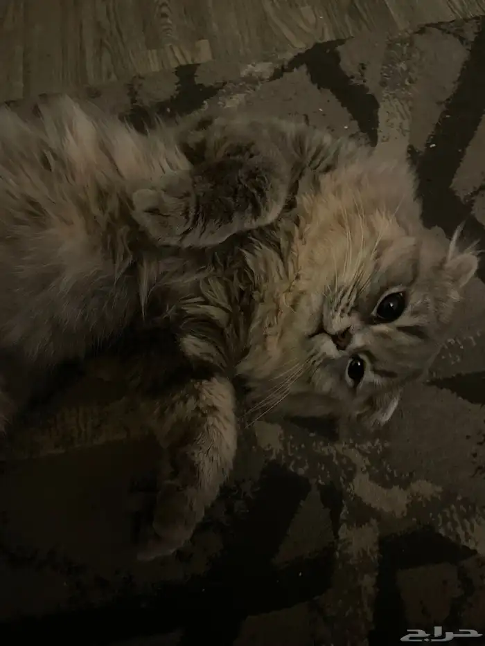 قط ذكر شيرازي مفقود 3