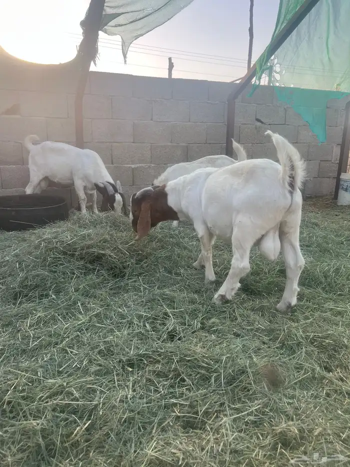 بورقوت تيوس بورقت 9