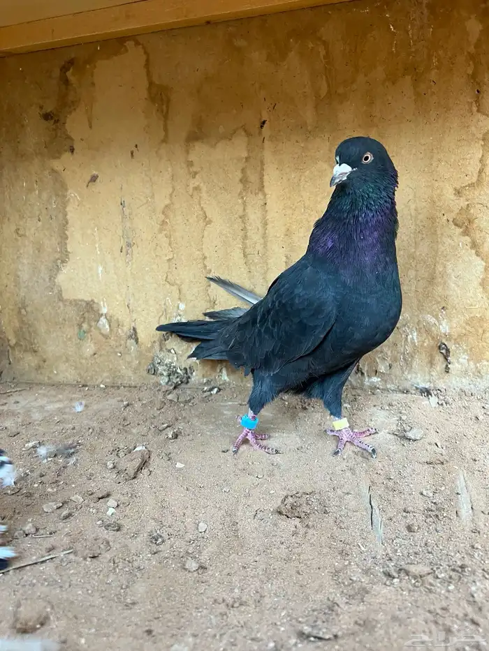 حمام قطيفي 5