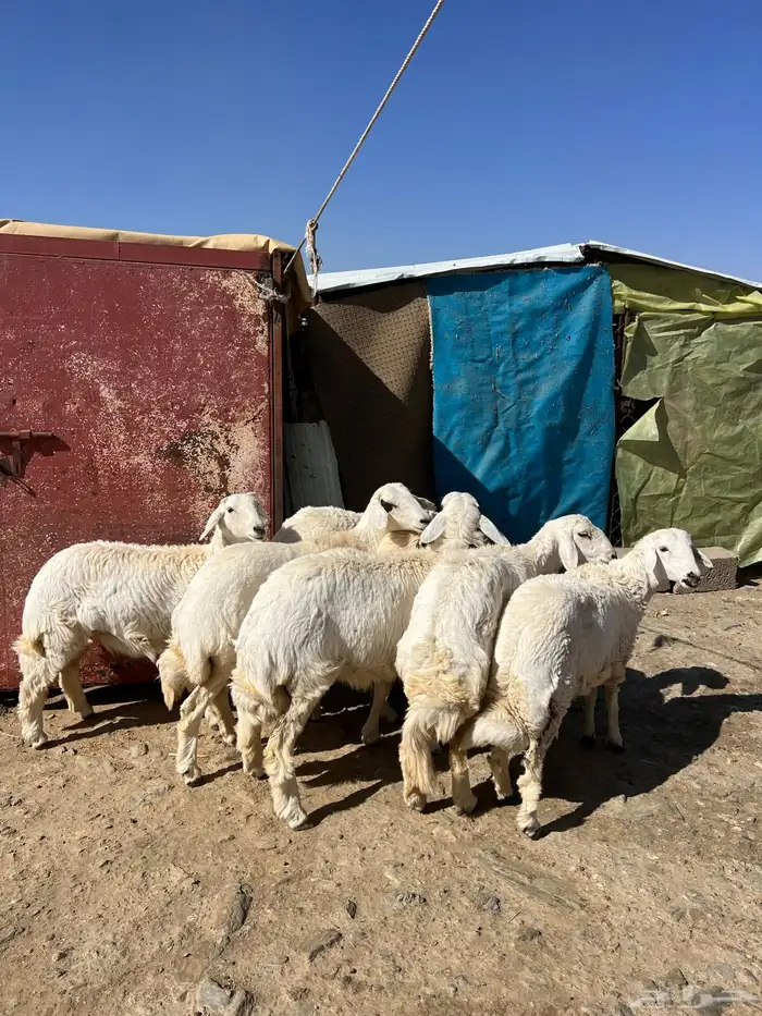 رخال جذعات دفيع 1