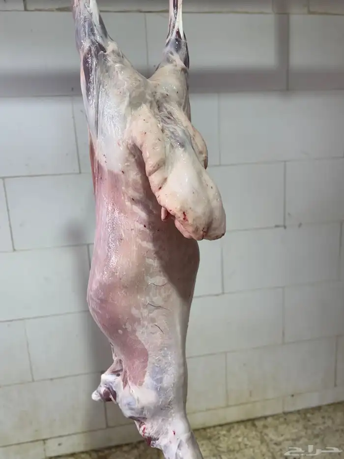 ذبائح مع خدمة السلخ والتوصيل 5