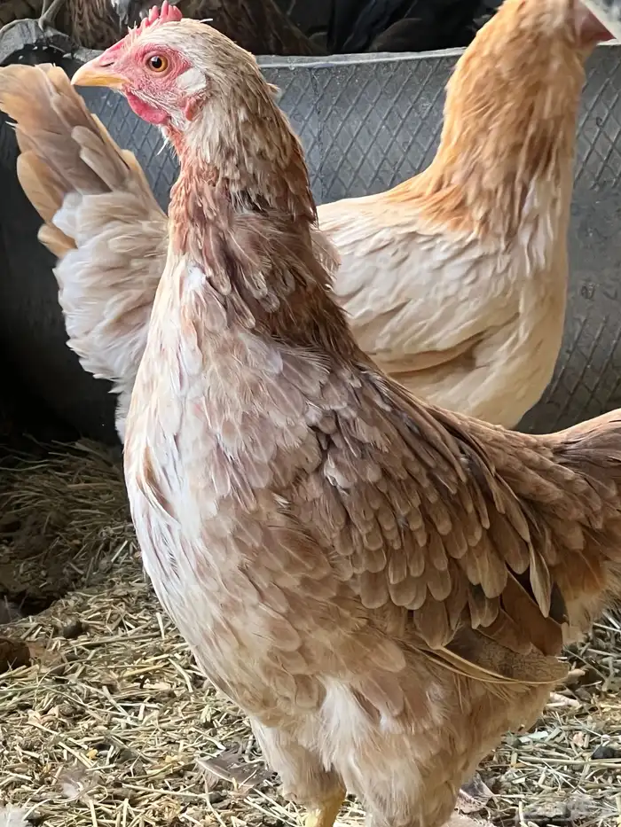 دجاج بلدي سليم شرط على مسولتي 8