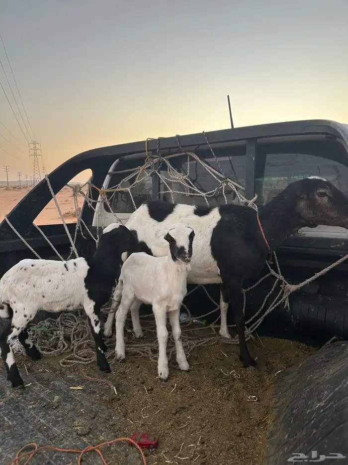 شاه رفيديه معها ثنين 1