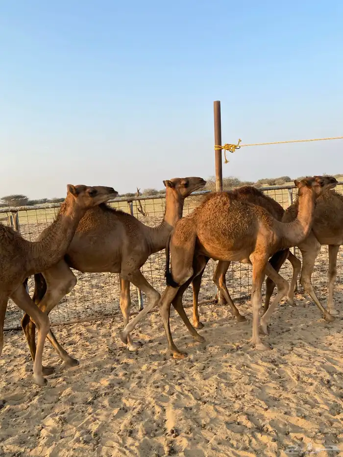 قعدان العدد7 فيها وحدة بكرا 6