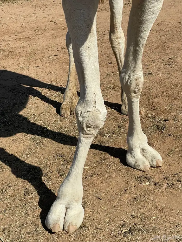 ناقه عفراء للبيع ضروبه مفرده حاشي 0