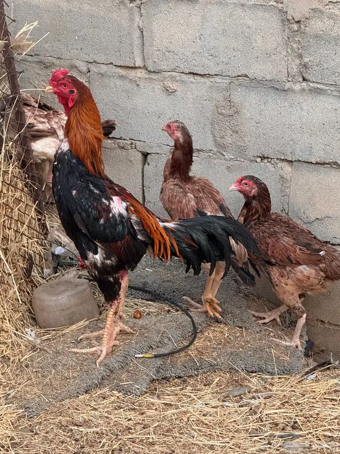 دجاج باكستاني شامو 7