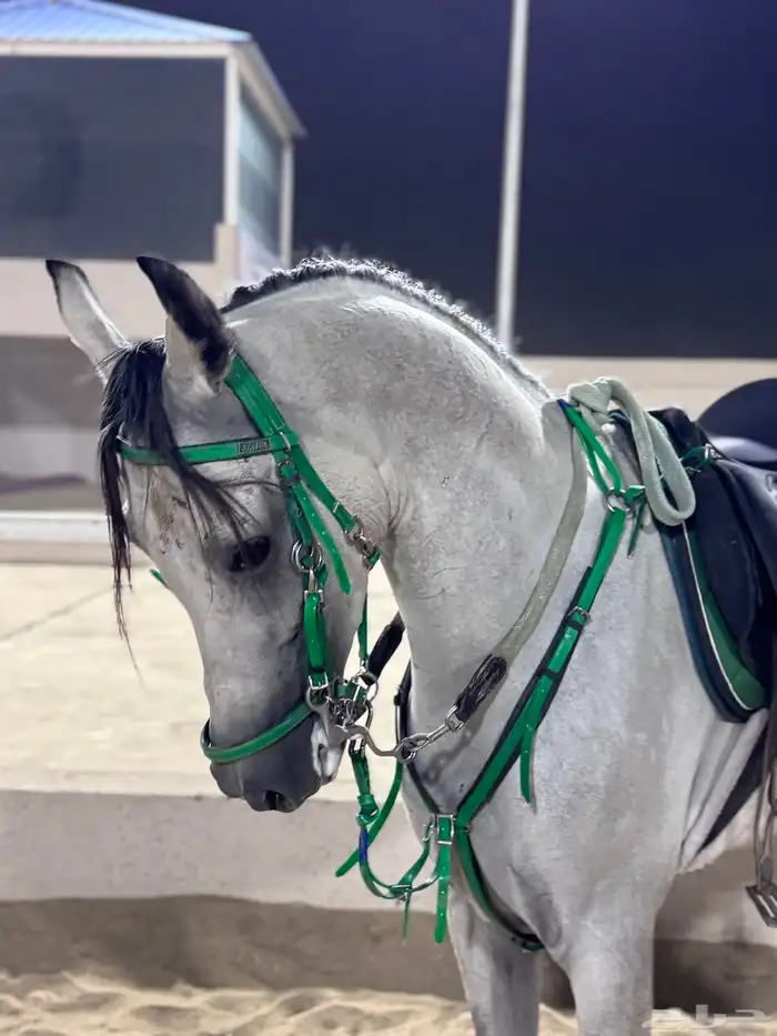 حصان شعبي شيخ 0