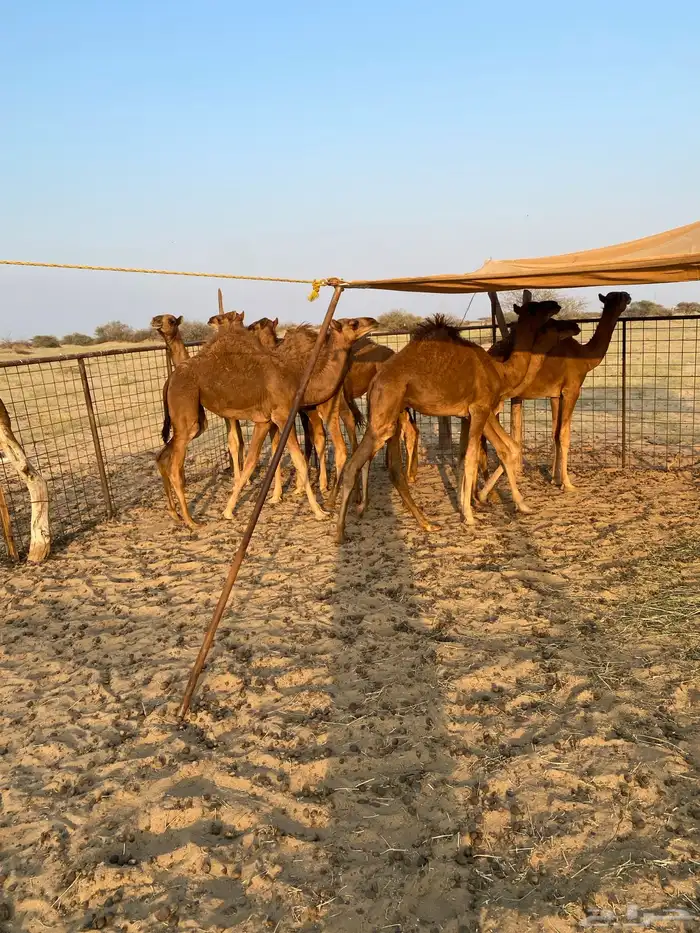 قعدان العدد7 فيها وحدة بكرا 7