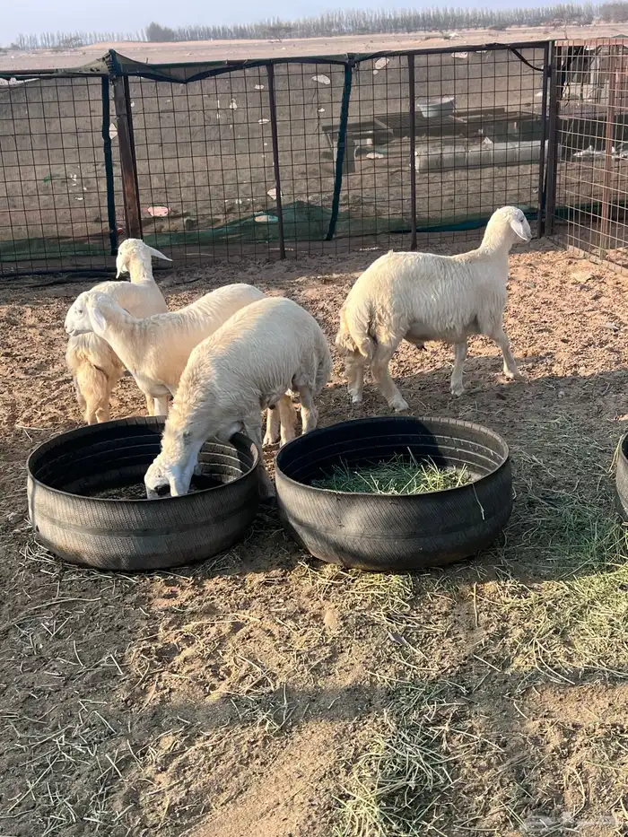 طليان جذعان 25