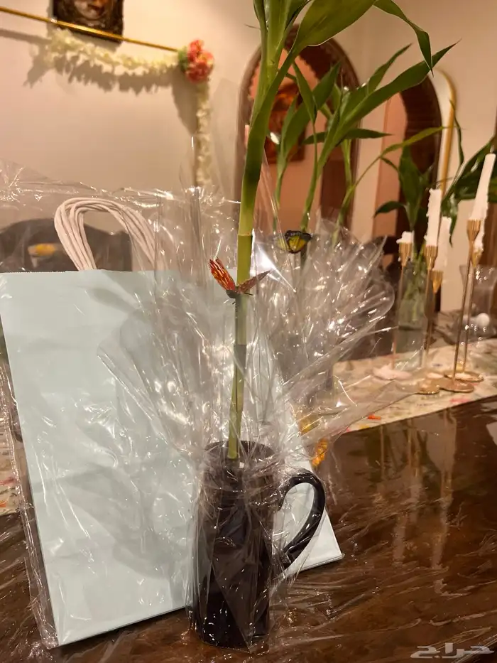 نباتات مشروع جامعي 10