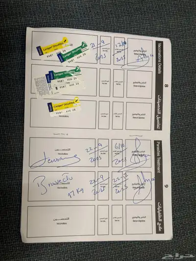 كلب روت ويلر العمر 4 شهور الحجم كبير index