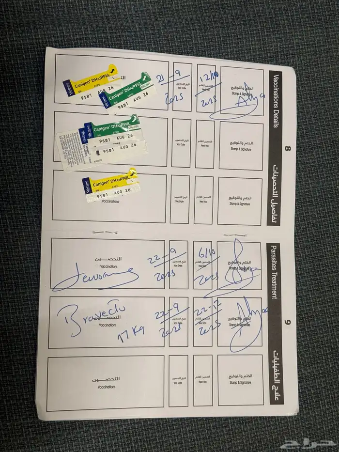 كلب روت ويلر العمر 4 شهور الحجم كبير 4