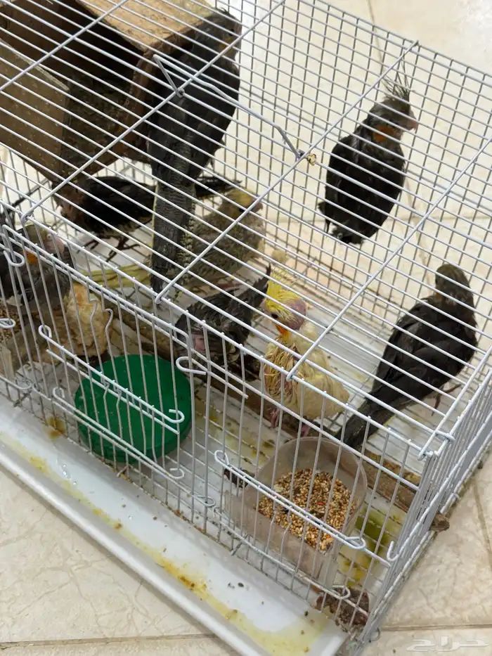 طيور كروان 2