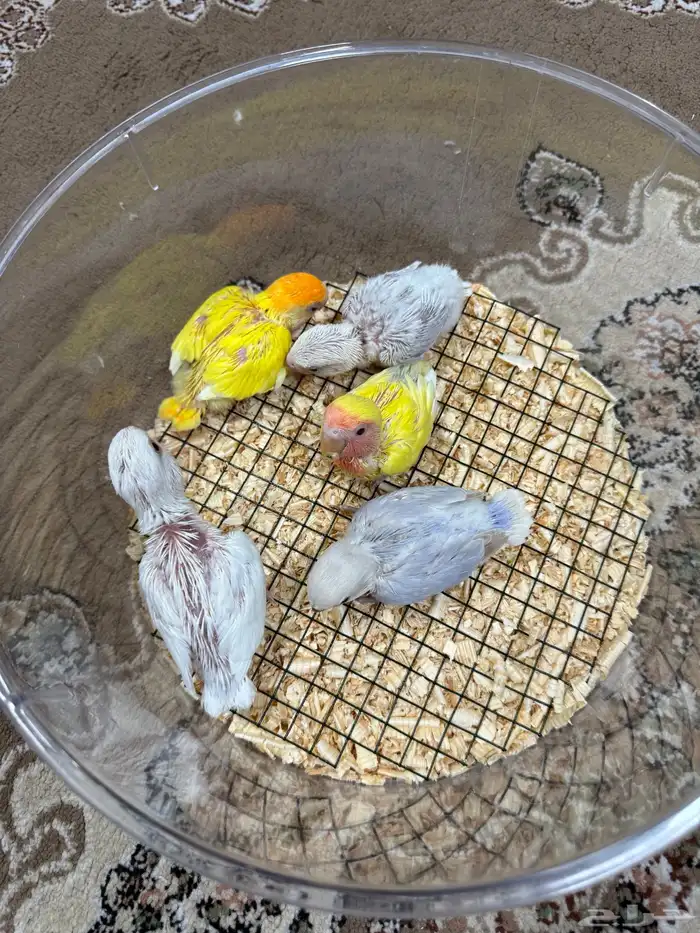 فروخ روز هولنديه للبيع 2