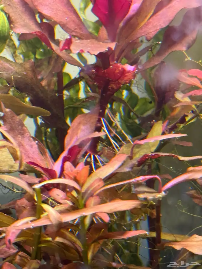 احواض سمك aquarium مزروعة  ونباتات مائية   تصاميم إحترافية 43