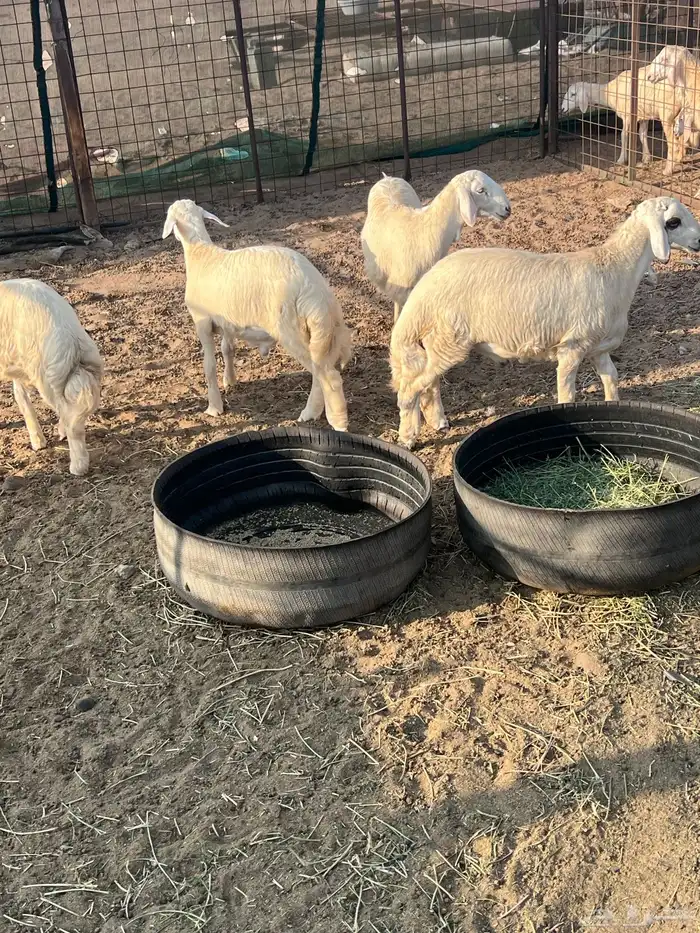 طليان جذعان 21