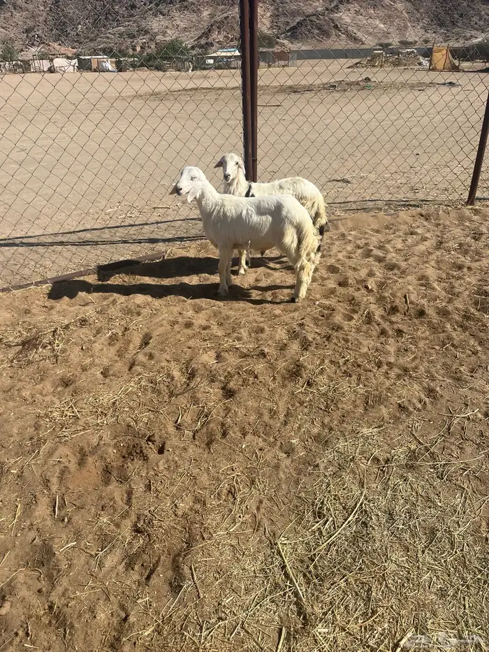 خروفين سمان 1