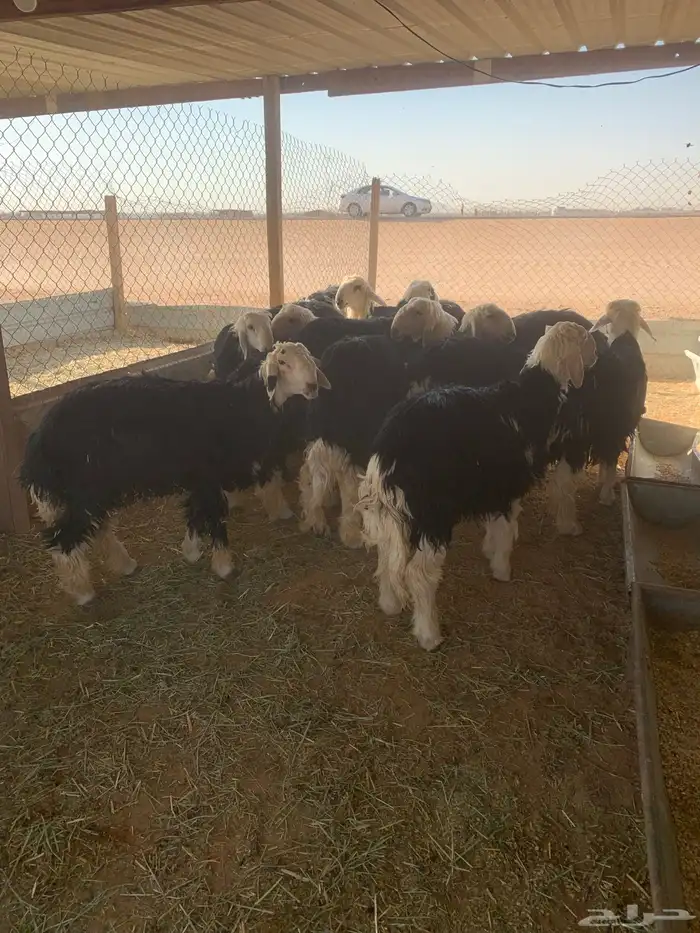 طليان نجد كفو للبيع العدد 15 0