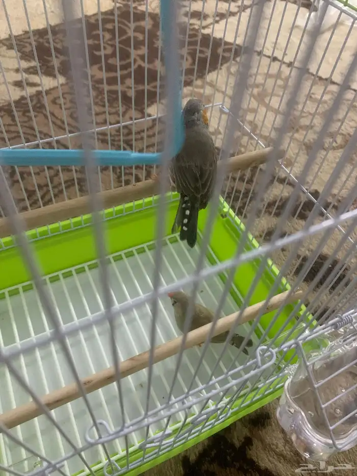 طيور زيبرة للبيع السعر 150 ريال مع قفص أخضر ولعبة 0