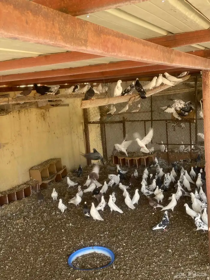 حمام للبيع 1