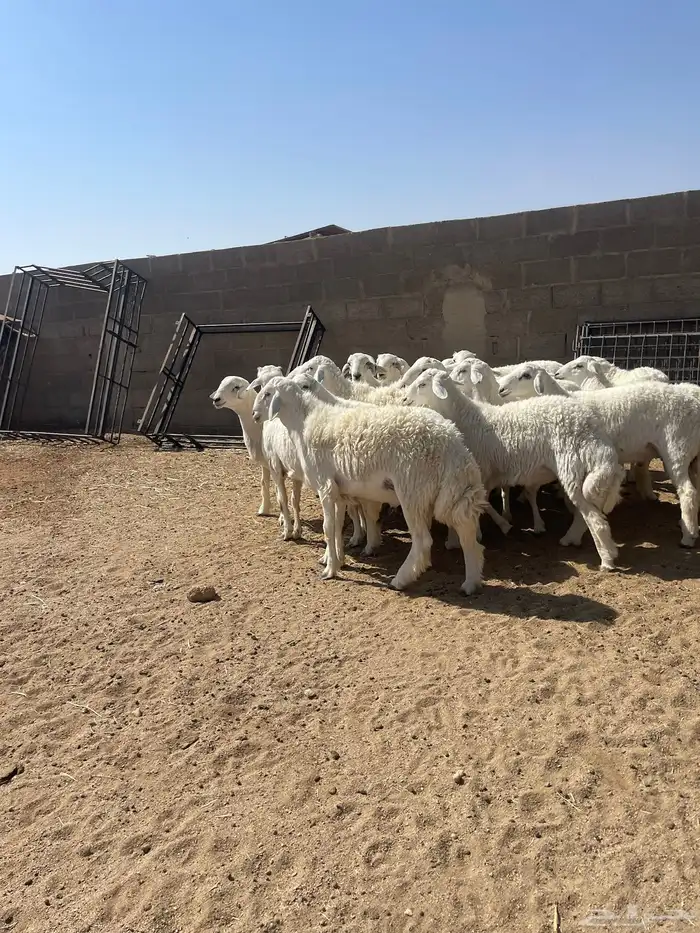 طليان جذعان حريه 0