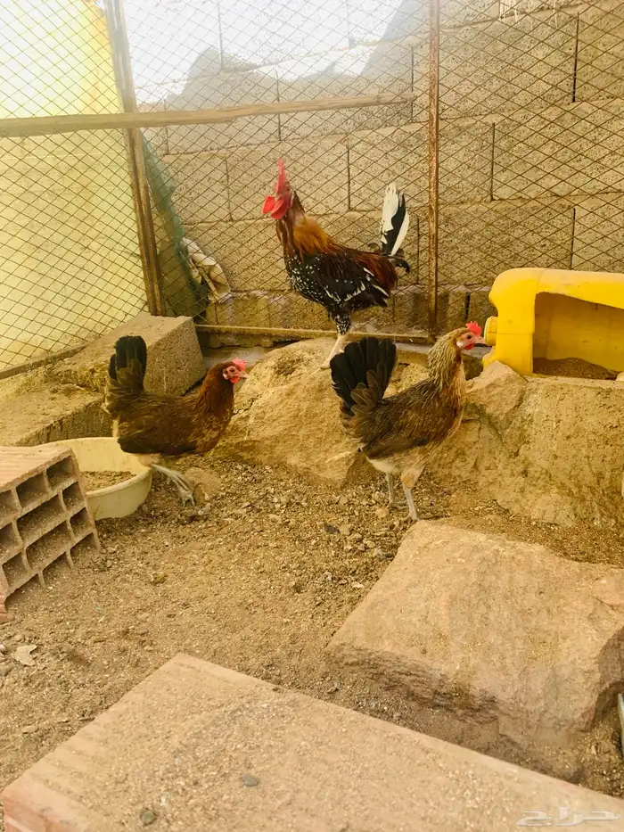 ديك و3 دجاج عربي 11