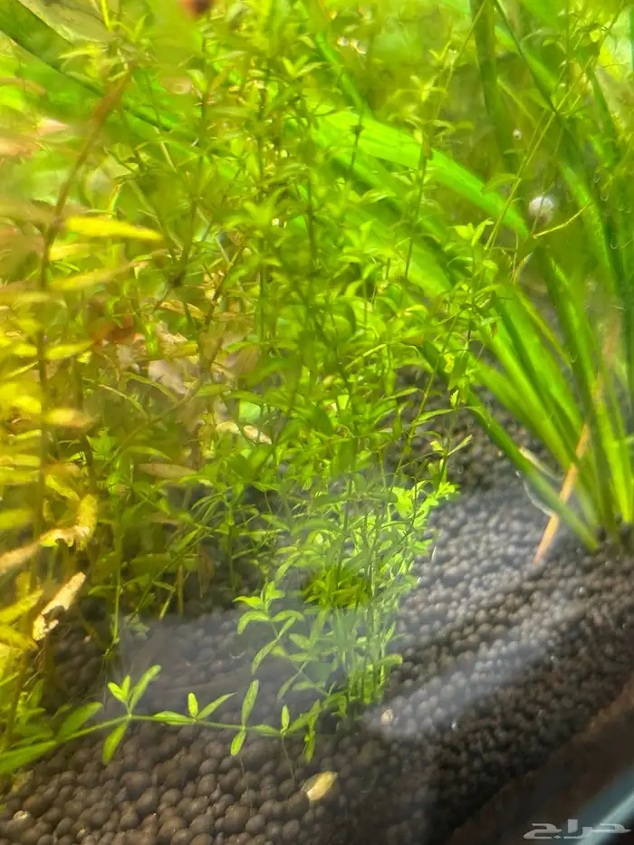 احواض سمك aquarium مزروعة  ونباتات مائية   تصاميم إحترافية 36