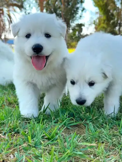 وايت جيرمن _ white German index