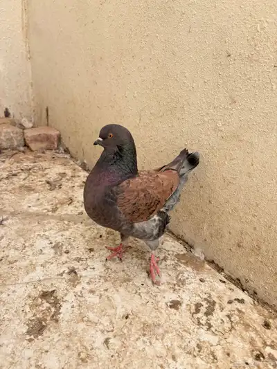 حمام وبط index