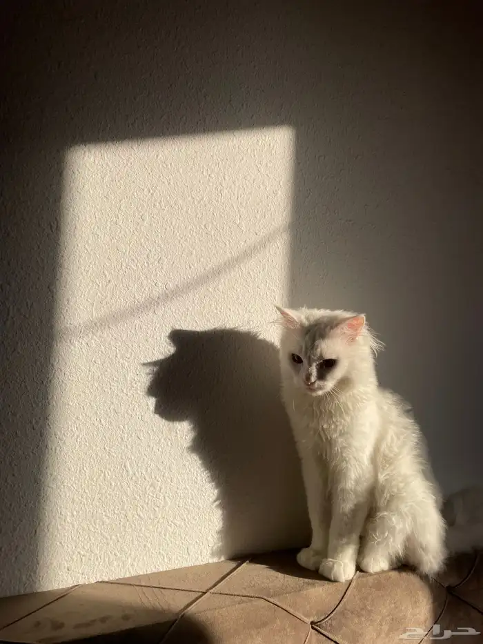 قط شيرازي للتبني 0