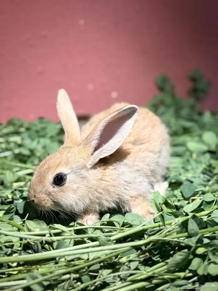 ارانب صغيره لطيفه وجميله 3