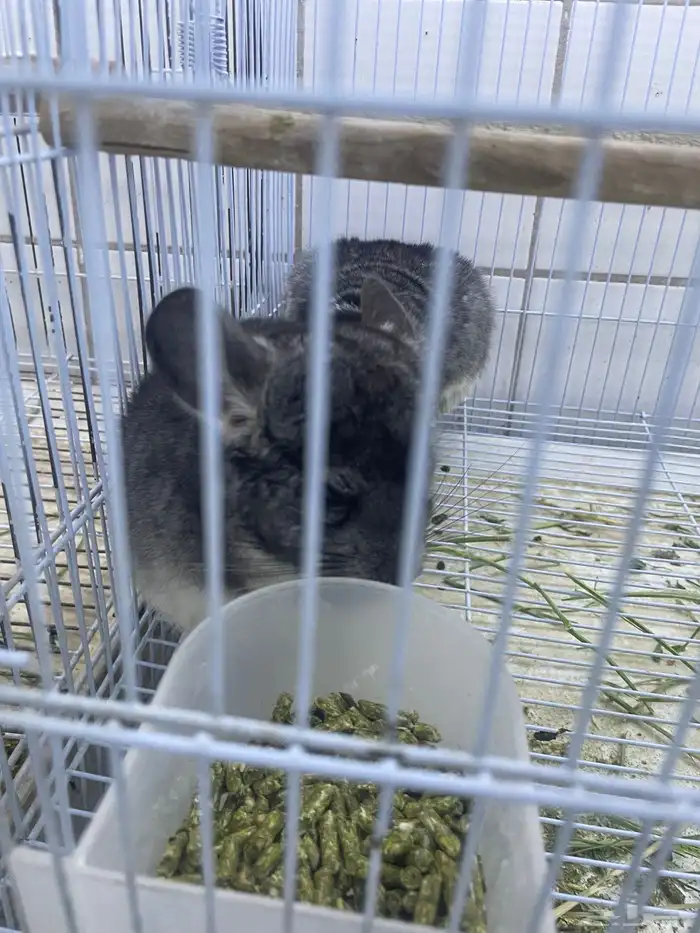 شانشيلا أليفه 4