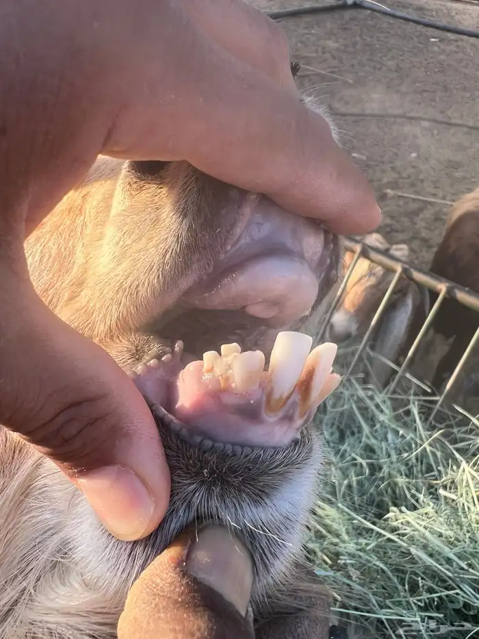 فحل تيس فاخر 3