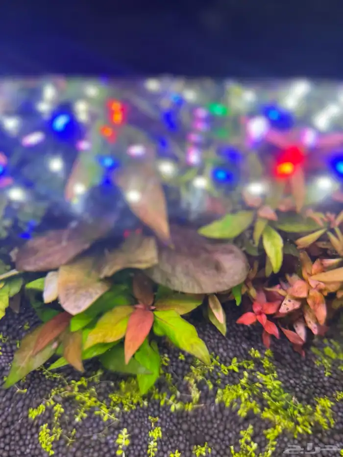 احواض سمك aquarium مزروعة  ونباتات مائية   تصاميم إحترافية 58