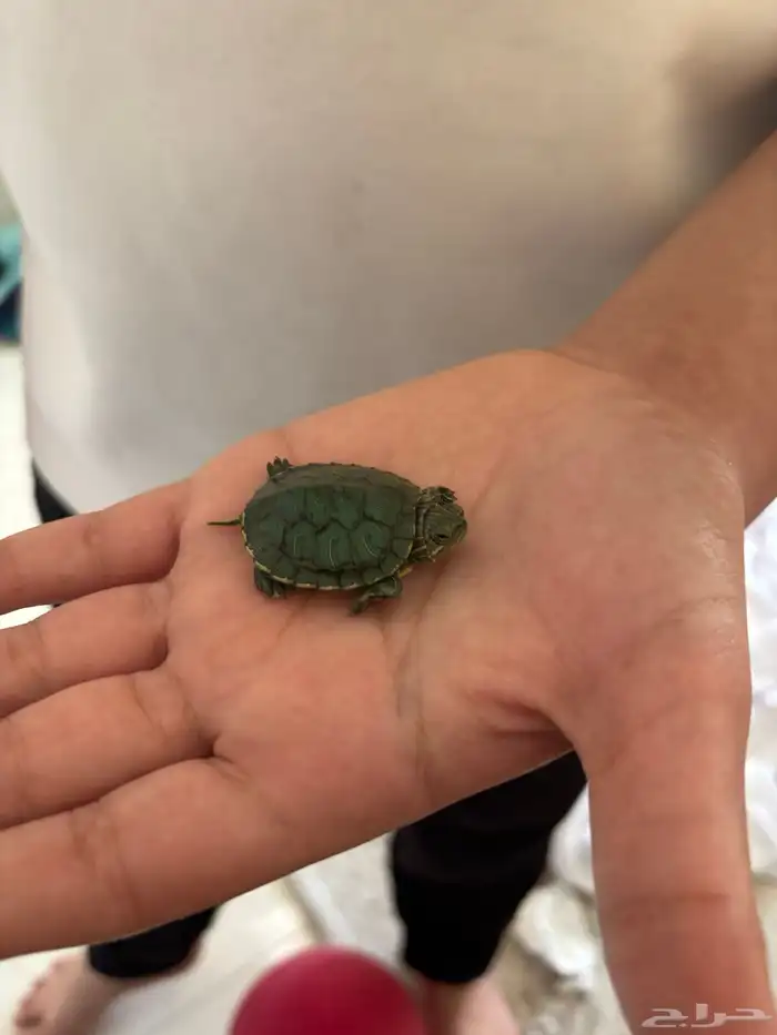 سلحفاة برمائية اليفة 1