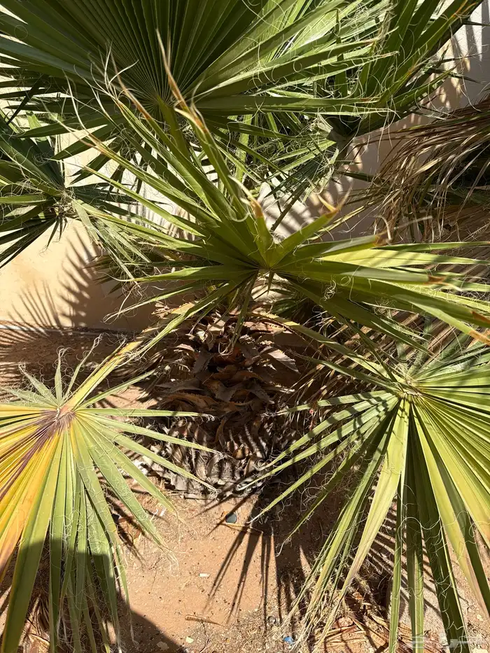 نخل واشنطني 3