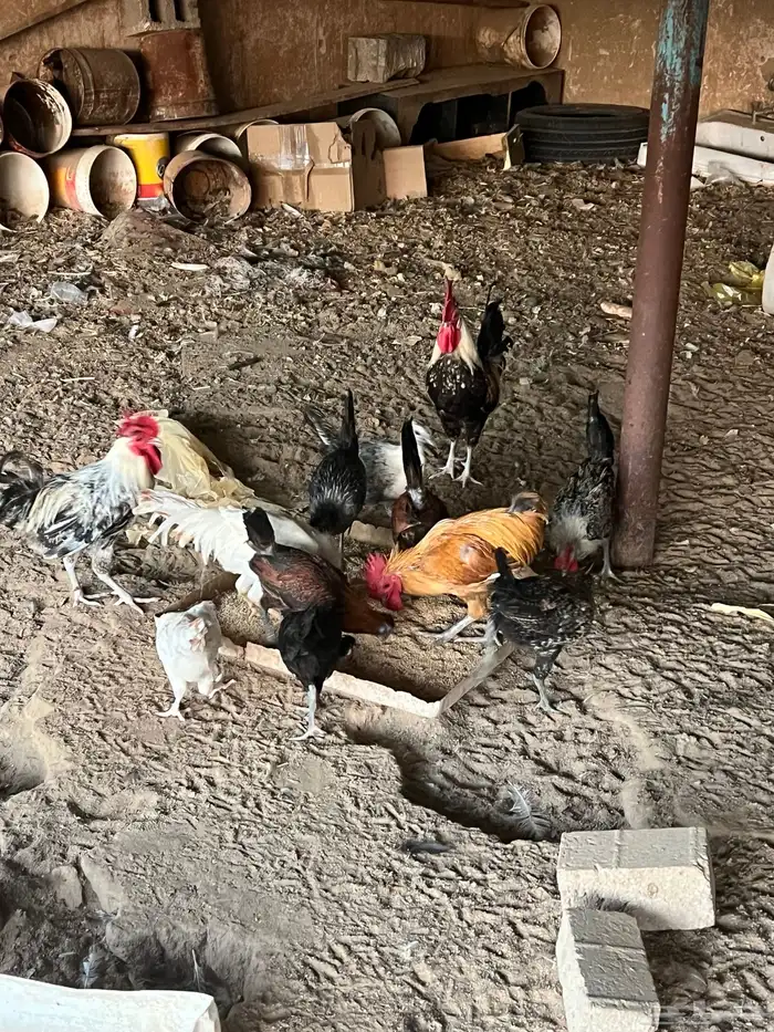 دجاج بياض للبيع جمله 0