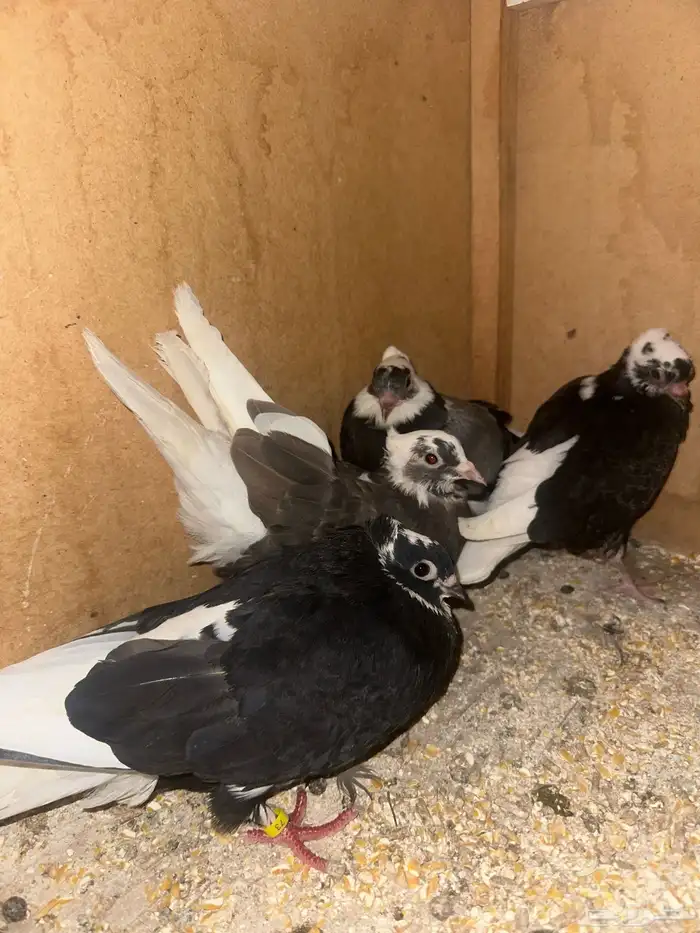 حمام قطيفي وزاجل وقلاب البيع جمله 8