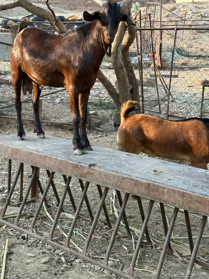 تيوس مناسبات سمان شحم ومضمومه ولله الحمد 2